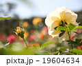 ばら苑 19604634