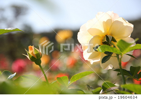 ばら苑 ばら苑 19604634