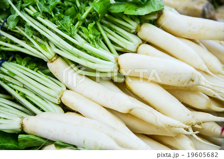 祝儀大根 祝儀大根 19605682