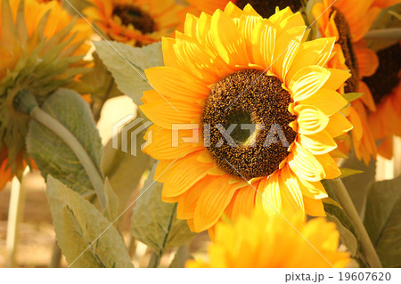 Sunflower field 19607620