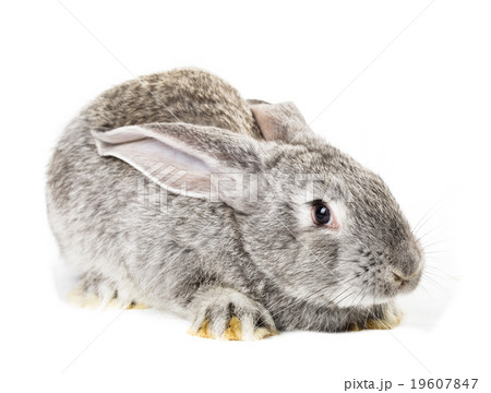 Cute grey rabbit 19607847