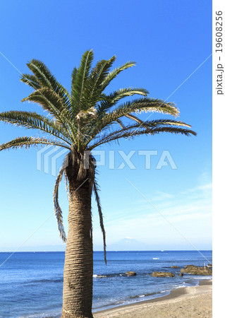 三戸浜の秋 三戸浜の秋 19608256