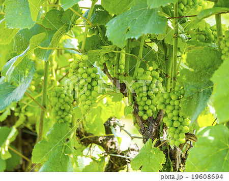 ぶどう畑の実り(寄り) ぶどう畑の実り(寄り) 19608694