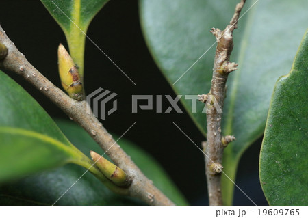 自然 植物 スダジイ、冬芽の隣に幼果。小枝の瘤に見えるのは一年越しで今年の秋に実るどんぐりの赤ちゃん 自然 植物 スダジイ、冬芽の隣に幼果。小枝の瘤に見えるのは一年越しで今年の秋に実るどんぐりの赤ちゃん 19609765