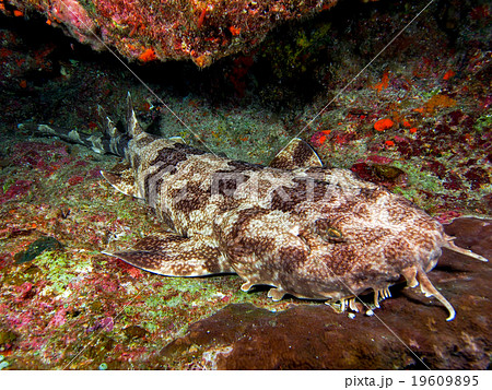 オオセ オオセ 19609895