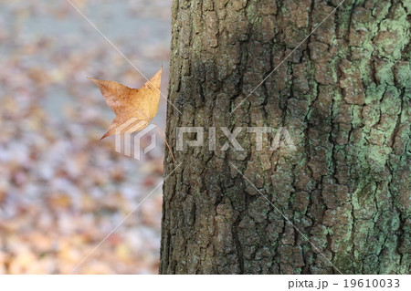 紅葉 19610033