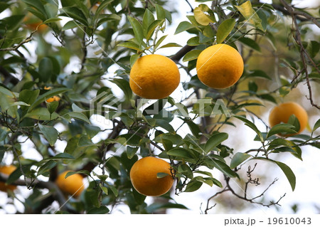 ナツミカン ナツミカン 19610043