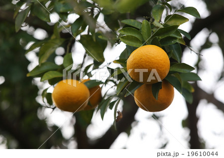 ナツミカン ナツミカン 19610044