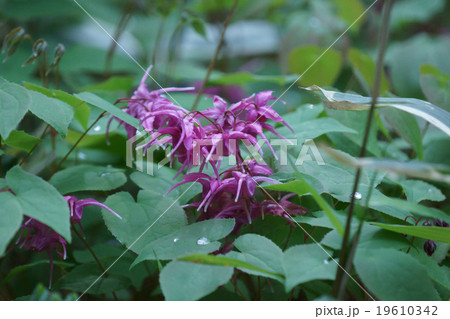 碇草　船の碇に似ているのでイカリソウ。 19610342