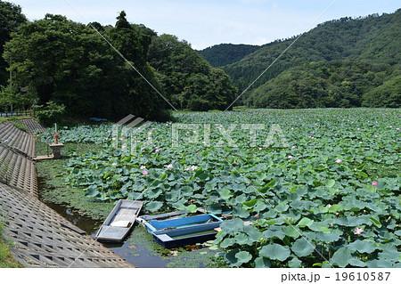 ハス畑 19610587