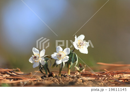 セツブンソウ セツブンソウ 19611145