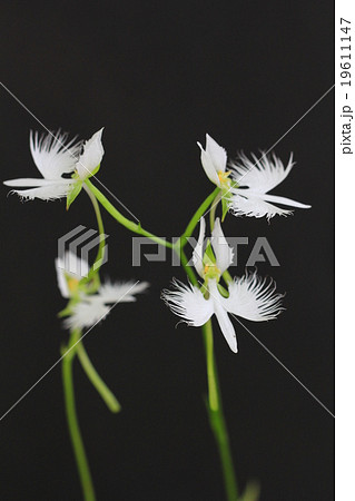 サギソウ 19611147