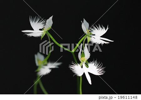 サギソウ サギソウ 19611148