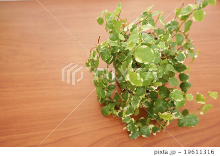 木製テーブルに置かれた観葉植物（フィカス・プミラ） 19611316