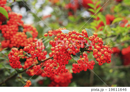 ピラカンサ 19611646