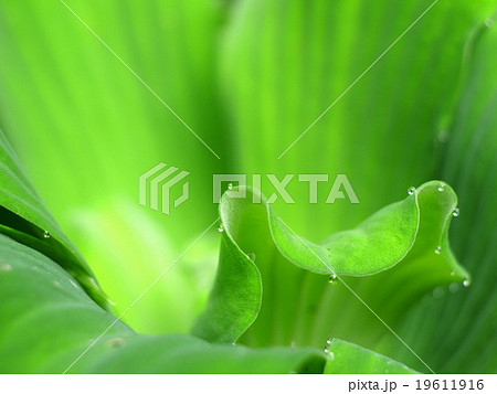 green leaves water plant fern natural outdoor green leaves water plant fern natural outdoor 19611916