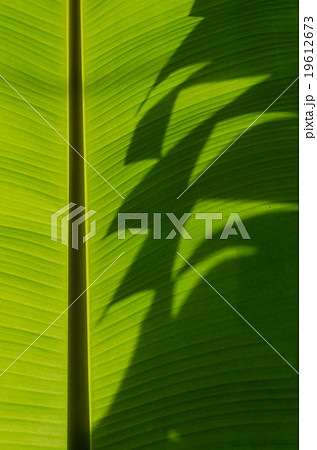 Banana Leaf-12 Banana Leaf-12 19612673