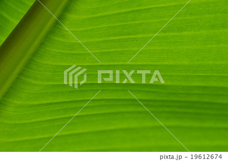 Banana Leaf-13 Banana Leaf-13 19612674