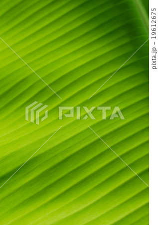 Banana Leaf Banana Leaf 19612675
