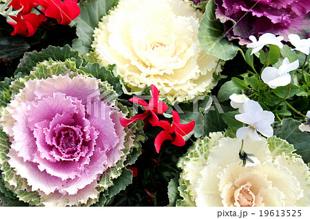 Ornamental cabage 葉牡丹 19613525