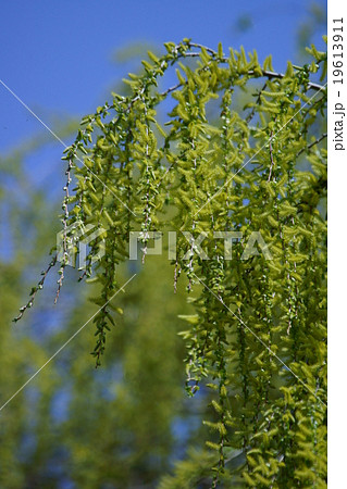 枝垂柳 ヤナギと言えばシダレヤナギを指すことが多いようです の写真素材