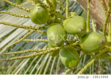 light coconuy fruit light coconuy fruit 19613998