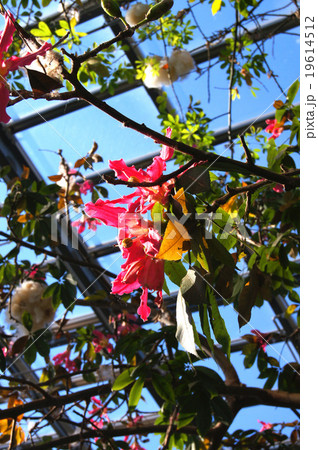 トックリキワタ 19614512