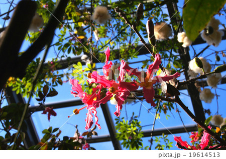 トックリキワタ 19614513