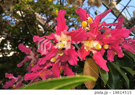 トックリキワタ 19614515