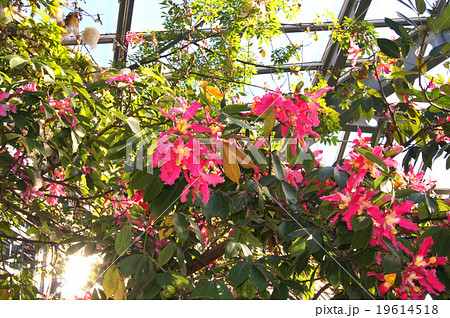 トックリキワタ 19614518