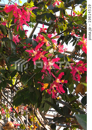 トックリキワタ 19614519