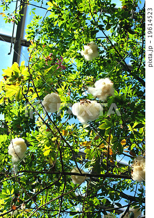 トックリキワタ 19614523