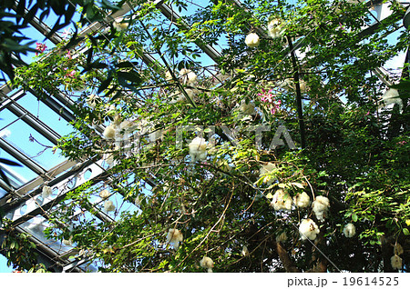 トックリキワタ 19614525