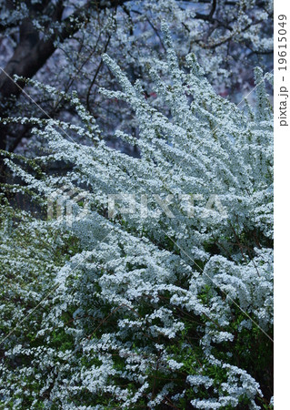雪柳ユキヤナギ 花言葉は 静かな思い の写真素材