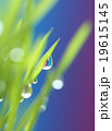 drop on spring grass  19615145