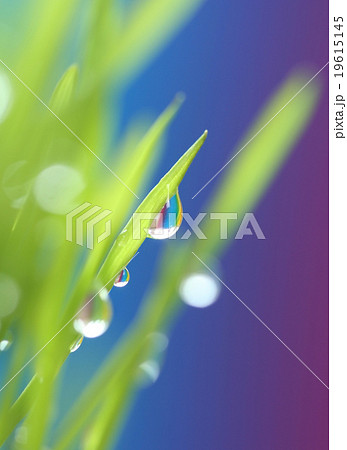 drop on spring grass drop on spring grass 19615145