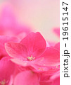 pink hydrangea 19615147