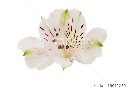 Alstroemeria 19615276
