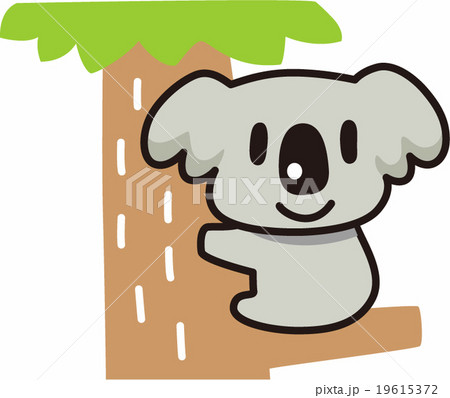 コアラ 19615372