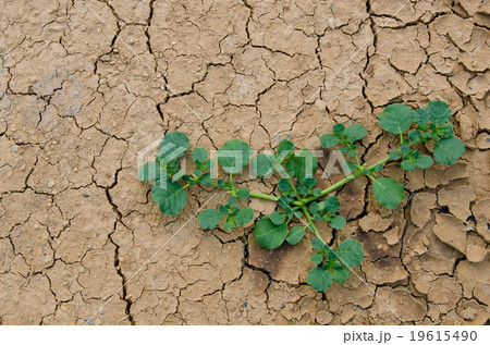 The Survival. The Survival. 19615490