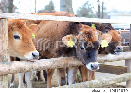 ３頭の牛 19615850