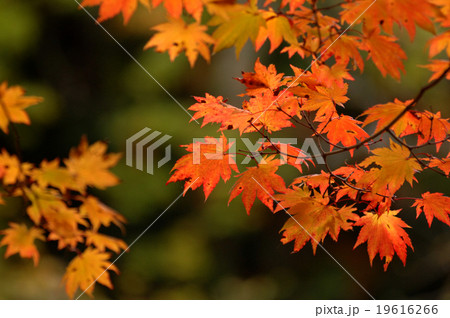 紅葉 19616266