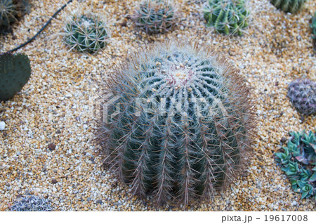 Cactus planted in an arid botanical garden Cactus planted in an arid botanical garden 19617008