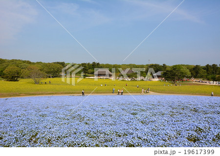 茨城県ひたちなか市国営ひたち海浜公園みはらしの丘のネモフィラ 茨城県ひたちなか市国営ひたち海浜公園みはらしの丘のネモフィラ 19617399