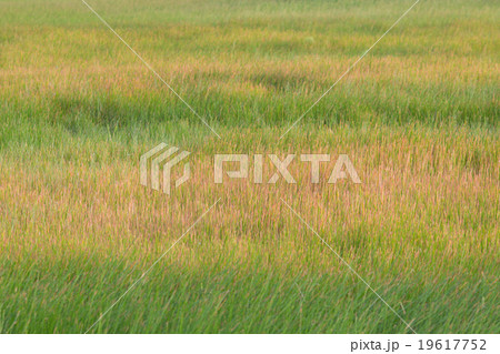 rice field 19617752