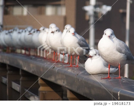 並んだユリカモメ 19618173