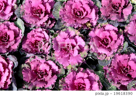 Ornamental cabage 葉牡丹 19618390