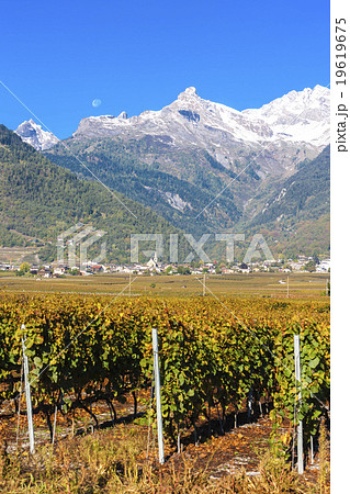 vineyards in Ardon region, canton Valais vineyards in Ardon region, canton Valais 19619675