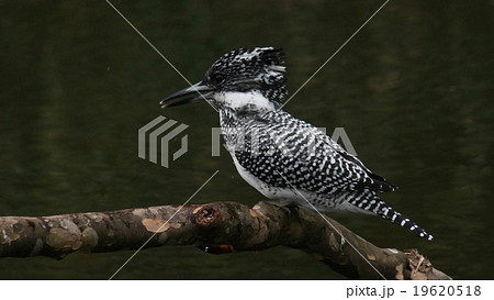 アユを食べ終わったヤマセミ 19620518