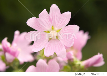 pink flowers 19620586